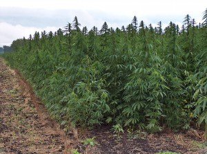America is the only "developed" country to outlaw hemp production.
