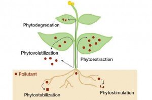 The process of phytoremediation.