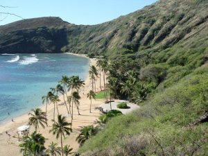 hawaii-mj-weed-thcf