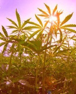 marijuana_ganga_sun