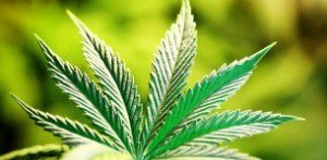 marijuana-leaf-3-305x150