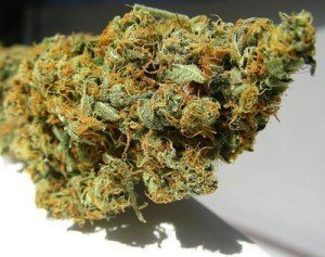 Medical-Marijuana