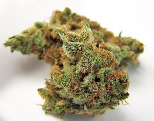 jilly-bean-medical-marijuana-weed-strain-thcf-jillybeanweed