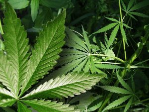 marijuana-plants-image