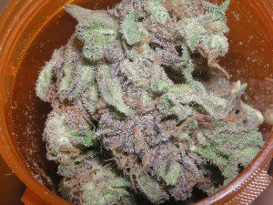 medical marijuana study