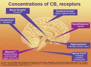 Our brain contains cannabinoid receptors which are activating when we consume cannabis.