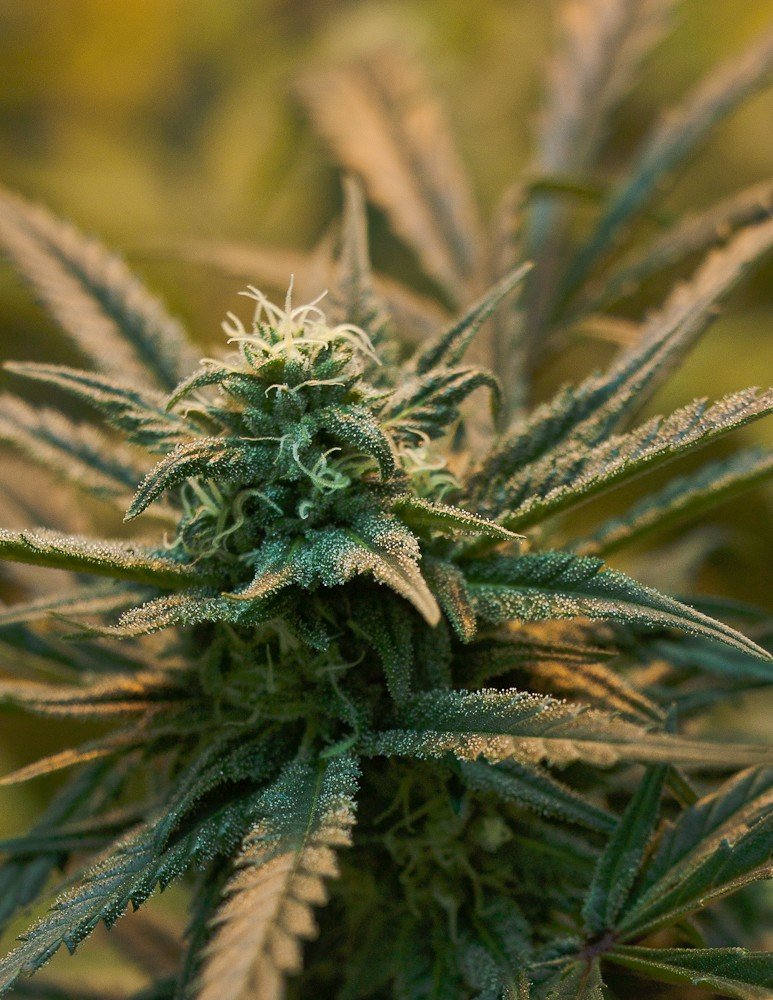 Marijuana_Plants-3