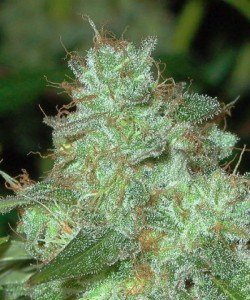 marijuana plant 400