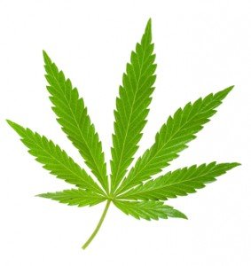 cannabisleaf