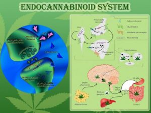 Endocannabinoid-System-1-750x563