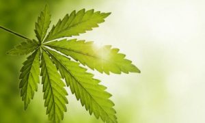Cannabis-plant1