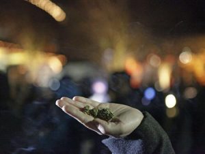 Marijuana is seen in the hand of a person after the law legalizing the recreational use of marijuana went into effect in Seattle, Washington