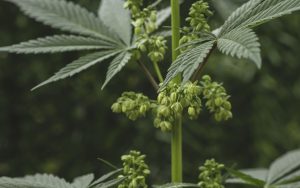 female marijuana plant