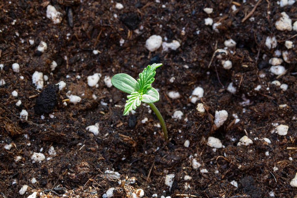 Cannabis Seedling grows