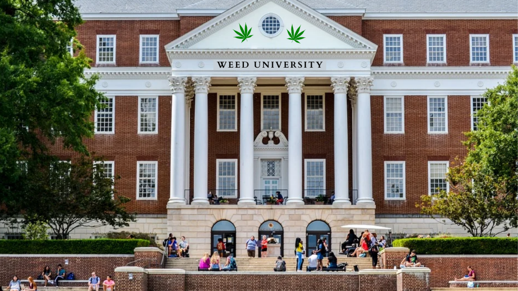 The Rise Of Cannabis University Degrees And Certifications - The Joint Blog